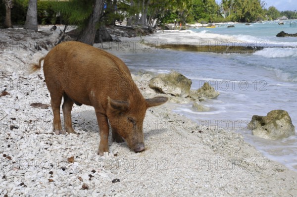 Pig, wild boar on Rangiroa beach in the South Pacific, Tahiti, French Polynesia
