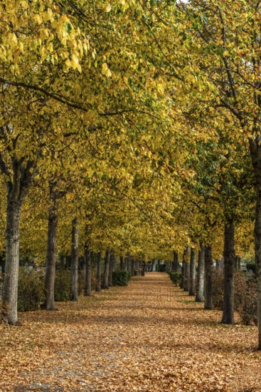 Alley with linden trees in autumn color and with yellow leaves on the ground in Ystad, Skåne County, Sweden, Scandinavia