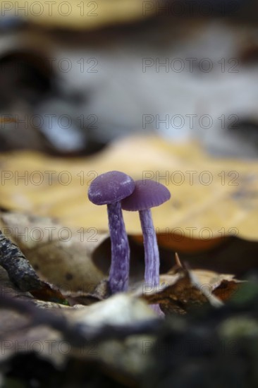 Purple lacquer funnel (Laccaria amethystina) in the forest, autumn time, October, Saxony, Germany