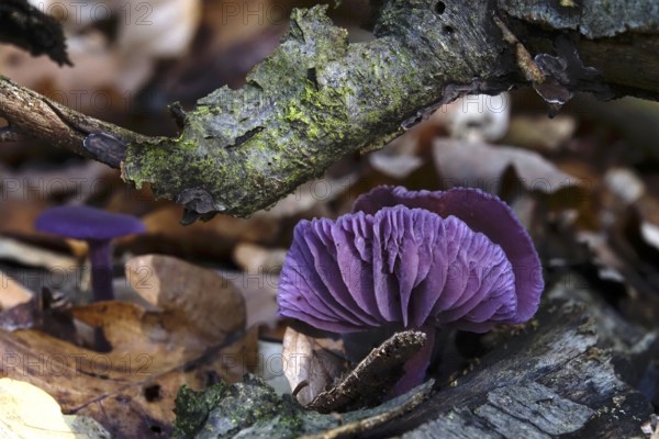 Purple lacquer funnel (Laccaria amethystina) in the forest, autumn time, October, Saxony, Germany