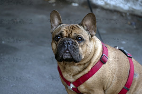 Dog, pug (Canis lupus familiaris) on a leash, Lübeck, Schlewig Holstein, Germany