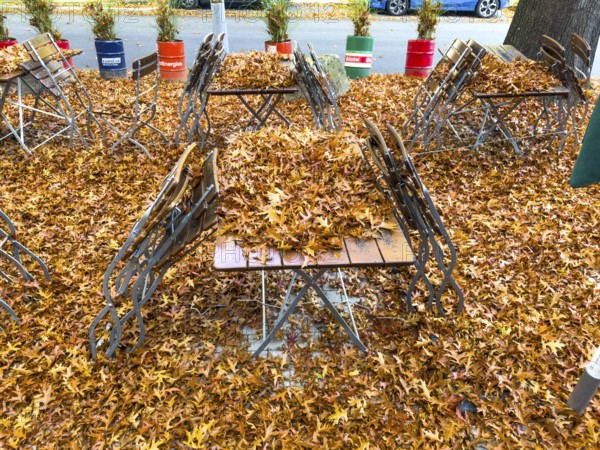 Autumn in town, car parked under deciduous tree, swamp oak, ground and vehicle covered with fallen leaves, Essen, North Rhine-Westphalia