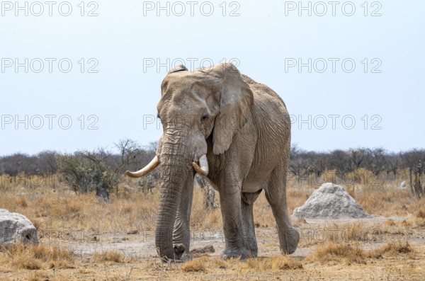 African elephant (Loxodonta africana), adult male in the savanna, Nxai Pan National Park, Botswana