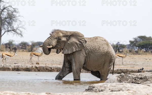 African elephant (Loxodonta africana), adult male, bathing in water at the waterhole, Nxai Pan National Park, Botswana