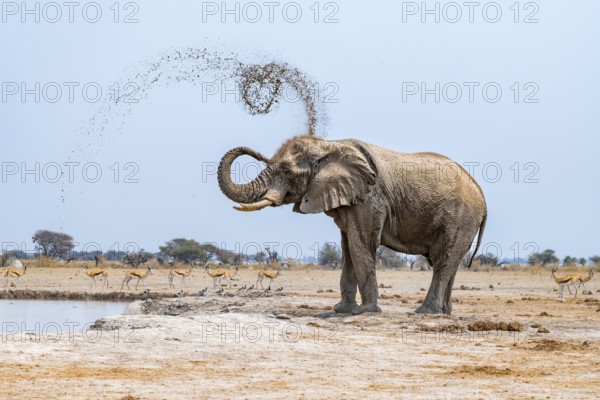 African elephant (Loxodonta africana), adult male, splashes water at the waterhole, Nxai Pan National Park, Botswana