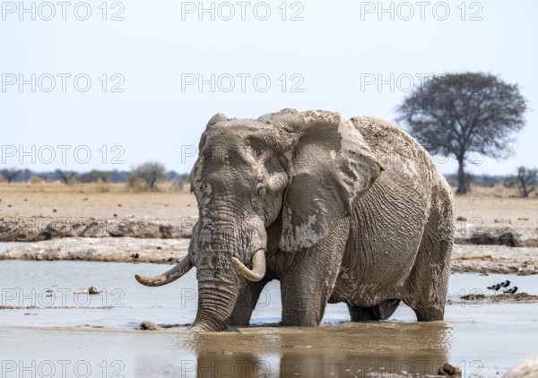 African elephant (Loxodonta africana), adult male, bathing in waterhole, Nxai Pan National Park, Botswana