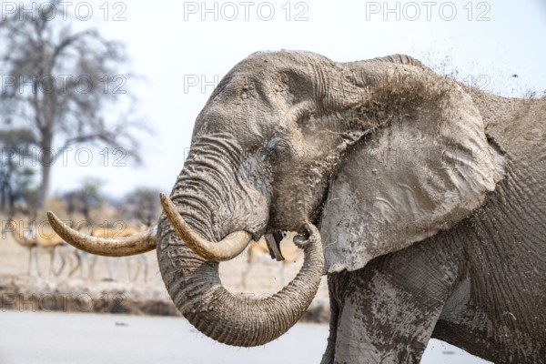 African elephant (Loxodonta africana), adult male, splashing water at the waterhole, animal portrait, Nxai Pan National Park, Botswana