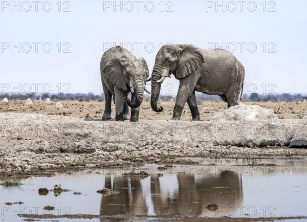 African elephant (Loxodonta africana), two adult males at the waterhole, Nxai Pan National Park, Botswana