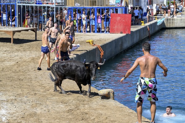 Bous a la Mar Fair, in English Bulls in the Sea, Bullfighting, Javea or Xàbia, Alicante Province, Comunidad Valenciana, Spain