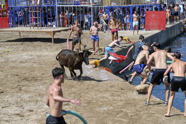 Bous a la Mar Fair, in English Bulls in the Sea, Bullfighting, Javea or Xàbia, Alicante Province, Comunidad Valenciana, Spain
