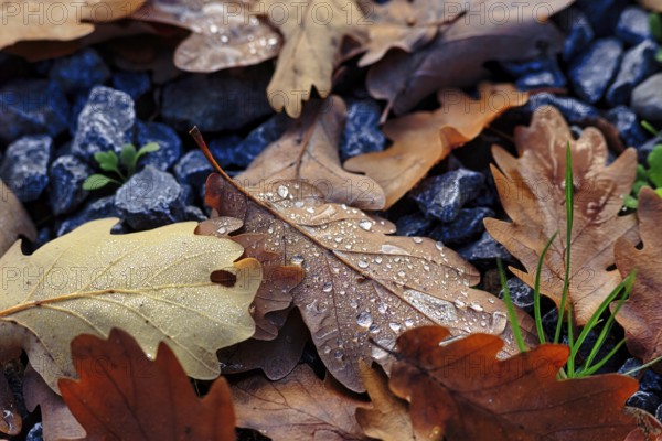 Autumnal oak leaves (Quercus) on a soil of gravel and small plants, covered with drops of water, dew, rainy weather, autumn mood, close-up, Porta Westfalica, Weser Hills, North Rhine-Westphalia, Germany