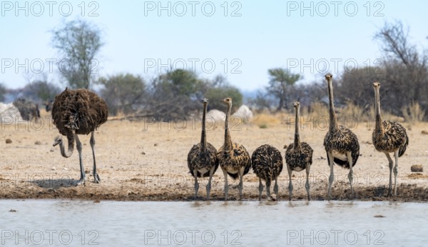 African ostrich (Struthio camelus), mother and six juvenile young animals, animal family, group drinking at the waterhole, Nxai Pan National Park, Botswana