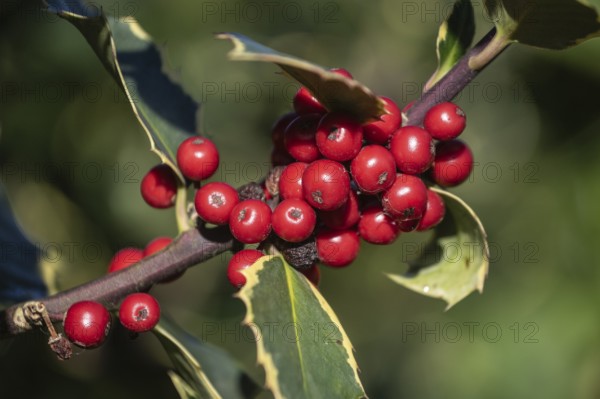 Holly (Ilex aquifolium), fruits, Emsland, Lower Saxony, Germany