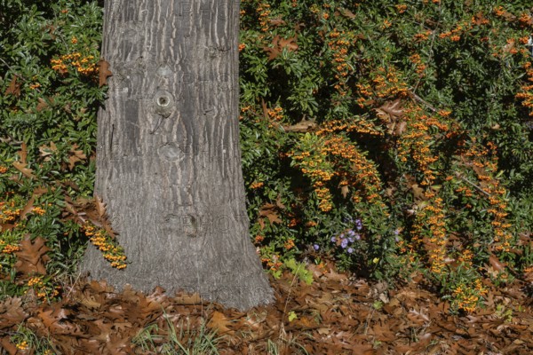 Firethorn (Pyracantha), fruits, Emsland, Lower Saxony, Germany