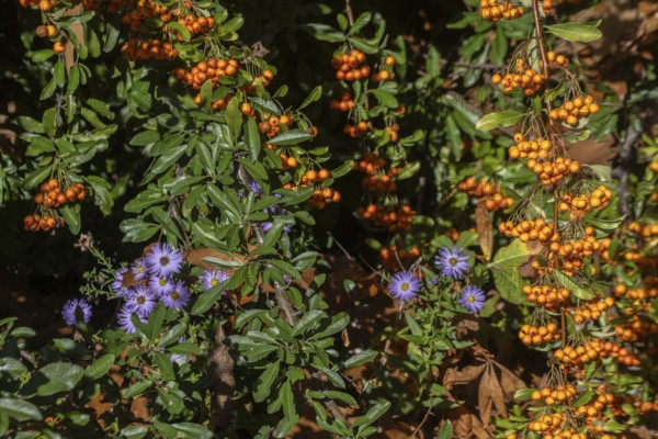 Firethorn (Pyracantha), fruits and asters (Aster) Emsland, Lower Saxony, Germany