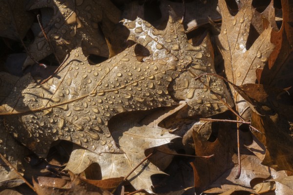 Dew drops on the leaf of a red oak (Quercus rubra), Emsland, Lower Saxony, Germany