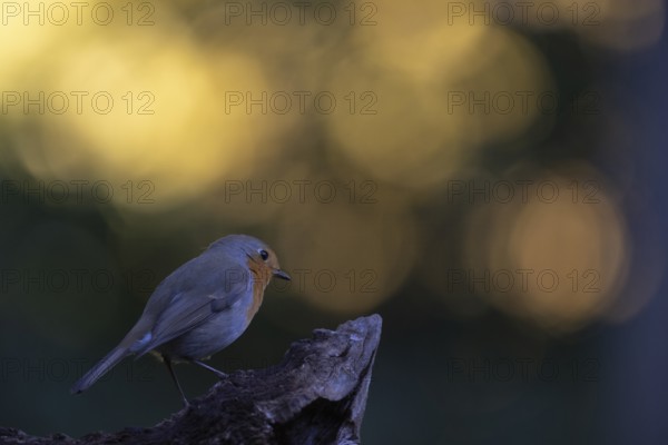 Robin (Erithacus rubecula), Emsland, Lower Saxony, Germany