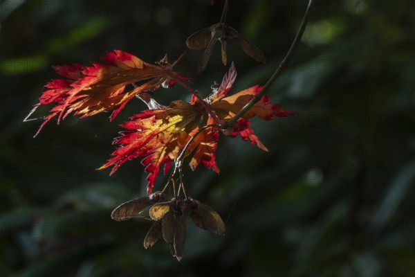 Adenhut leaf maple (Acer japonicum aconitifolium), autumn leaves, Emsland, Lower Saxony, Germany