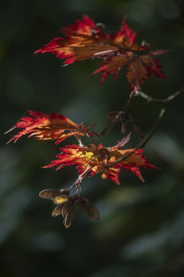 Adenhut leaf maple (Acer japonicum aconitifolium), autumn leaves, Emsland, Lower Saxony, Germany