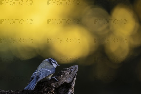 Blue tit (Parus caerulea), Emsland, Lower Saxony, Germany