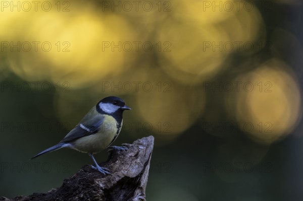 Great tit (Parus major), Emsland, Lower Saxony, Germany