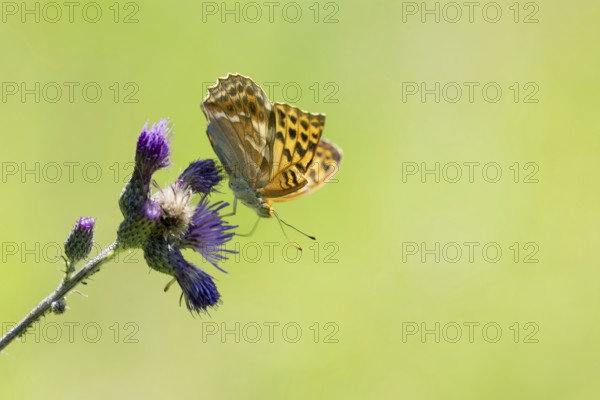 Kaisermantel (Argynnis paphia), butterfly on a thistle, Swabian Jura, Germany