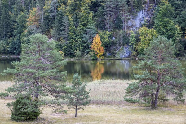 Autumn atmosphere, autumn-colored trees on Obersee, Füssen, Allgäu, Bavaria, Germany