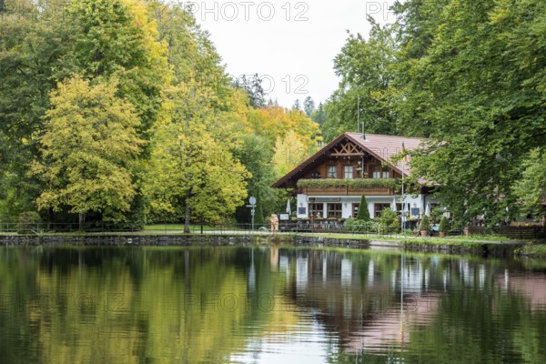 Autumn atmosphere, autumnal trees on Lake Mittersee, in the back forest management on Lake Mittersee, Füssen, Allgäu, Bavaria, Germany