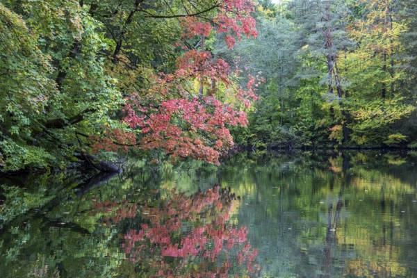 Autumn atmosphere, autumn-colored trees at Lake Mittersee, Füssen, Allgäu, Bavaria, Germany