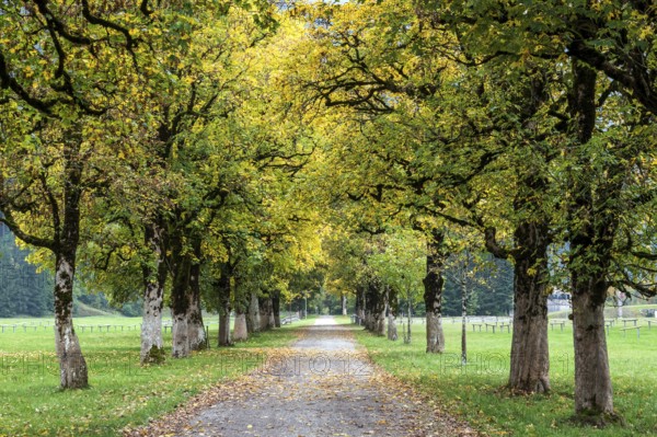 Autumn atmosphere, tree hall with autumn-colored trees, near Oberstdorf, Oberallgäu, Allgäu, Bavaria, Germany