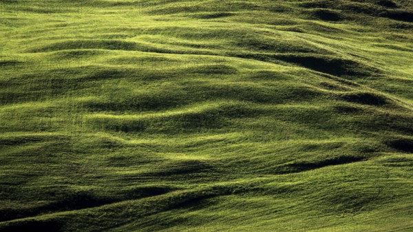 Kuhweide bei Oberstdorf, Oberallgäu, Allgäu, Bavaria, Germany