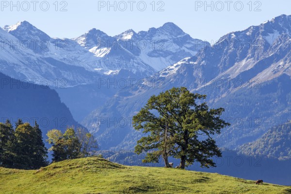 Group of trees with cattle, snow-covered mountains of the Allgäu Alps, near Schöllang, Oberallgäu, Allgäu, Bavaria, Germany