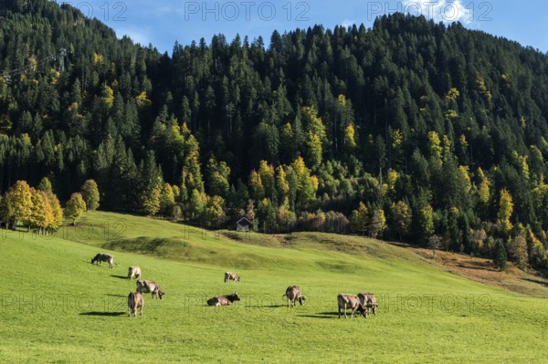 Cattle on pasture, autumn-colored trees in the back, Oberallgäu, Allgäu, Bavaria, Germany
