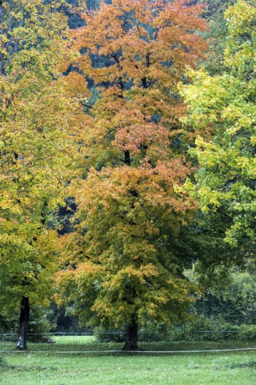 Autumn atmosphere, autumn-colored trees, near Oberstdorf, Oberallgäu, Allgäu, Bavaria, Germany