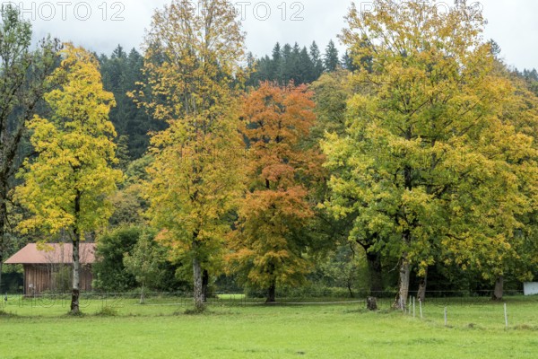 Autumn atmosphere, autumn-colored trees, near Oberstdorf, Oberallgäu, Allgäu, Bavaria, Germany