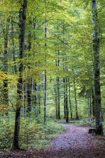 Hiking trail through autumnal forest, near Oberstdorf, Oberallgäu, Allgäu, Bavaria, Germany