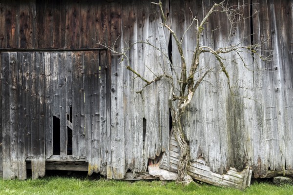 Old weathered wooden hut with bare tree, near Oberstdorf, Oberallgäu, Allgäu, Bavaria, Germany