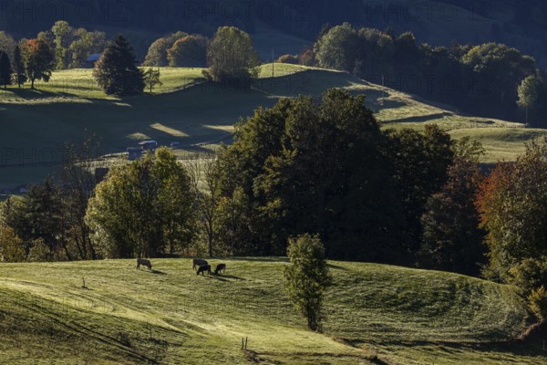 Atmospheric landscape with meadow with cows and trees, near Hinang, Illertal, Oberallgäu, Allgäu, Bavaria, Germany