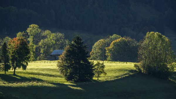 Atmospheric landscape with meadow and trees, near Hinang, Illertal, Oberallgäu, Allgäu, Bavaria, Germany