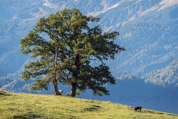 Group of trees with cattle, near Schöllang, Oberallgäu, Allgäu, Bavaria, Germany