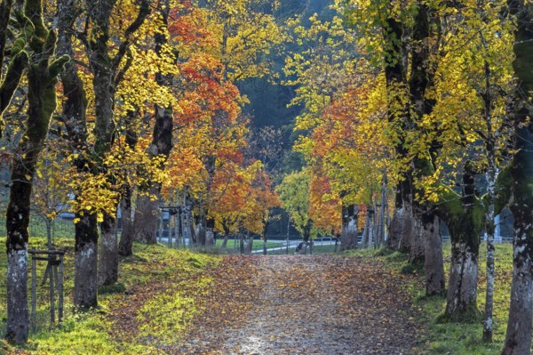 Autumn atmosphere, avenue with autumn-colored sycamore trees, Stillach Valley, near Heini-Klopfer Skiflugschanze, Oberstdorf, Oberallgäu, Allgäu, Bavaria, Germany