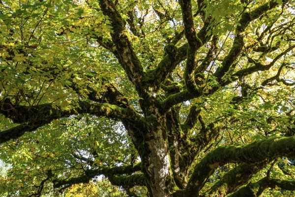 Sycamore tree in autumn colors, Hochleite, near Schwand, Oberstdorf, Oberallgäu, Allgäu, Bavaria, Germany
