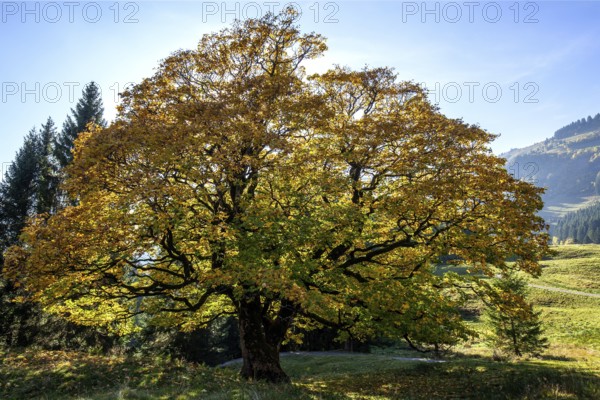Sycamore tree in autumn colors, backlight, Hochleite, near Schwand, Oberstdorf, Oberallgäu, Allgäu, Bavaria, Germany