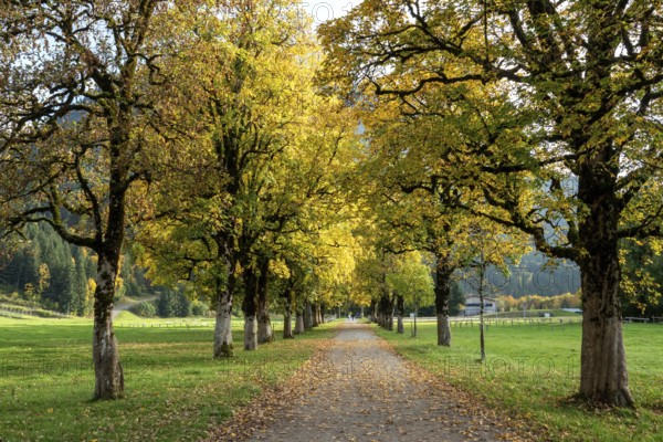 Autumn atmosphere, avenue with autumn-colored sycamore trees, near Renksteg, Oberstdorf, Oberallgäu, Allgäu, Bavaria, Germany