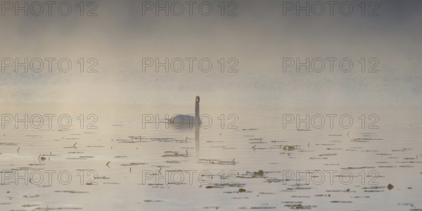 Swan (Cygnus olor) at sunrise with early fog at Hopfensee near Füssen, Ostallgäu, Allgäu, Upper Swabia, Swabia, Bavaria, Germany