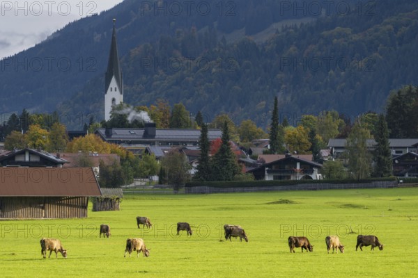 Cows, Allgäu brown cattle, pasture at sunrise, Loretto meadows, near Oberstdorf, Allgäu, Bavaria, Germany