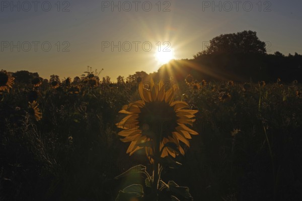 Landscape, sunrise, sunflower (Helianthus annuus), Germany, special atmosphere and beautiful colors at sunrise over a flower field in autumn
