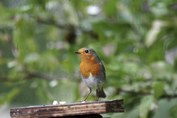 Robin (Erithacus rubecula), color, autumn, close-up, Germany