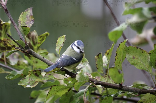 Blue tit (Cyanistes caeruleus), branch, deciduous leaves, autumn, Germany, A blue tit sitting in an apple tree