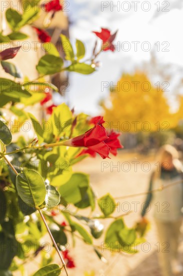 Close-up of red flowers in the foreground with blurred yellow trees in the background, Urschelherbst street festival, Nagold, Germany